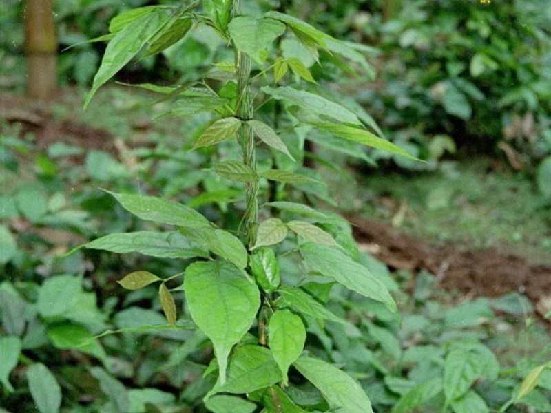 gnetum-new-infonet-biovision-home